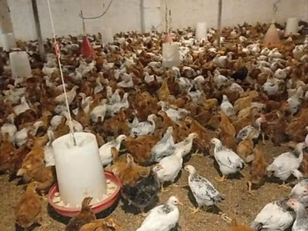 Chickens — Azerbaijan