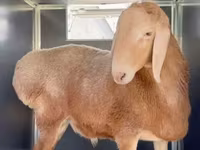 Ram, Sheep — photo 3