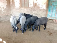Ovce, Romanov sheep — foto 3