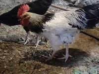 Chickens — الصورة 5