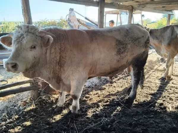 Buqa, Charolais cattle