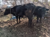 Vaca, Ganado vacuno — foto 8