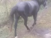 घोड़ा, घोड़े — फ़ोटो 3