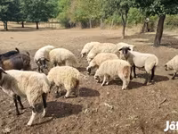 भेड़, Tsigai sheep — फ़ोटो 1