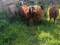 Billy Goat, Goats — photo 2