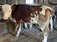 Býk, Simmental cattle — foto 8