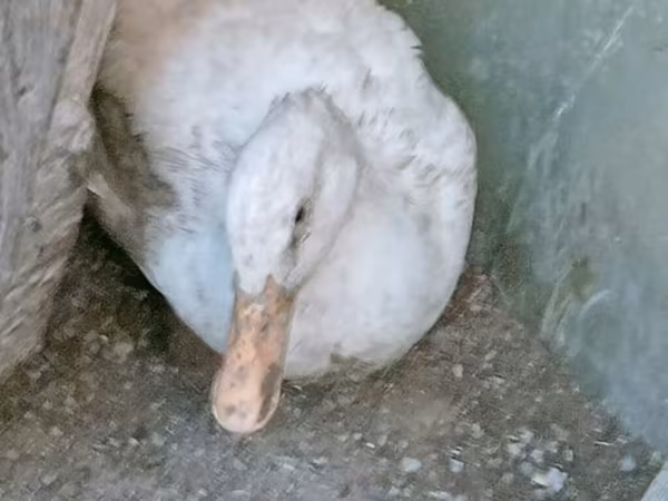 Ducks — Azərbaycan