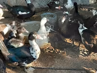 Domestic Muscovy — photo 1