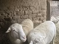 Qoç, Dorper sheep — foto 3