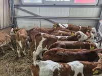 Bulle, Limousin-Kuh — Foto 1
