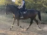 Koń, Nonius horse — zdjęcie 1