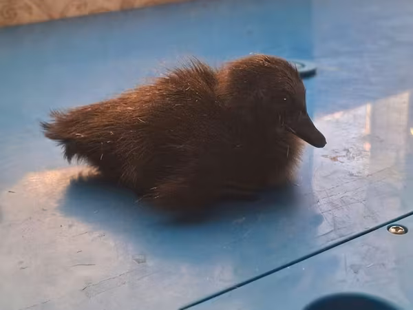 Ducks — Azerbaijan