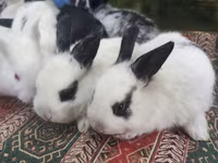 Dovşan yemləri 2-azn, 2.50 Bala Dovşanlar 5azn. Apilka (Yonqar — الصورة 3