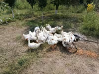 Geese — photo 3