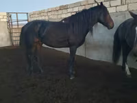 At, Kushum Horse — foto 3