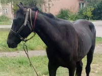 At, Priob horse — foto 2