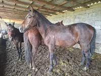 Kůň, Koně — foto 2