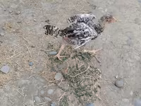 Chickens — photo 6