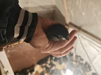 Australorp — foto 3