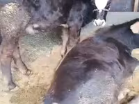 Vaca, Raça Alatau — foto 3