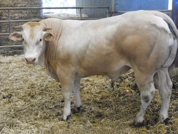Buğa, Blonde d’Aquitane cattle