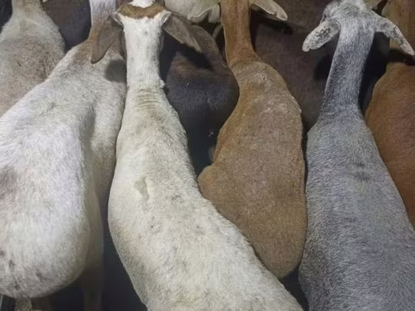 Qoç, Kazakh fat-tailed coarsewool sheep