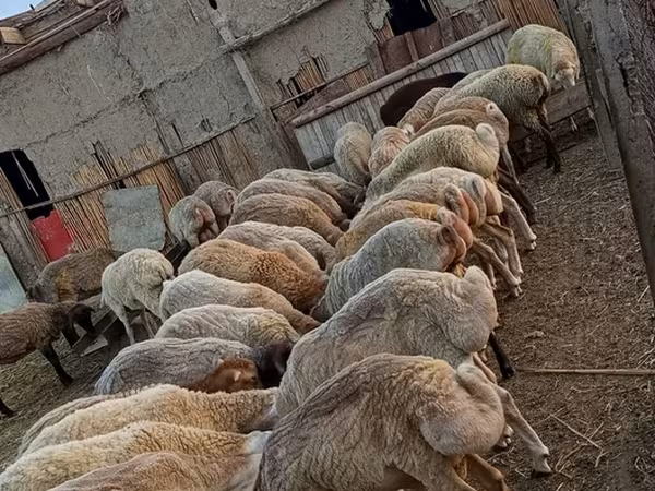 أغنام (دفعة، الجنس غير محدد), الأغنام