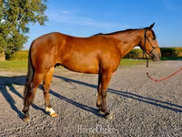 At, Quarter Horse — foto 1