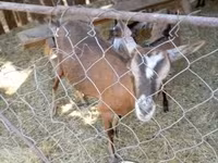 母山羊, Goats — 照片 7