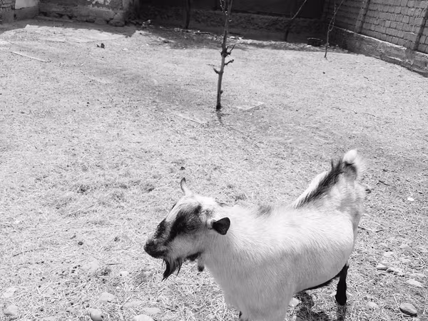 Keçi, Saanen goat