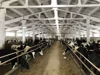 İnək, Yaroslavl cattle — foto 5