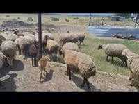 Sheep, Sheep — photo 4