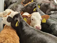 İribuynuzlu mal-qara (partiya, cinsi göstərilməyib), Simmental cattle — foto 3