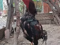 Chickens — الصورة 5