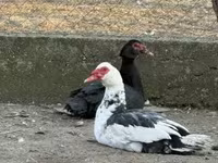 Ducks — zdjęcie 1