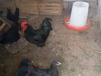 Australorp — photo 2