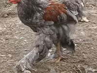 Brahma — Foto 7