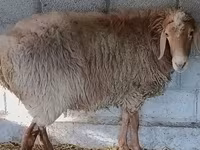 Carnero, Rhon sheep — foto 8