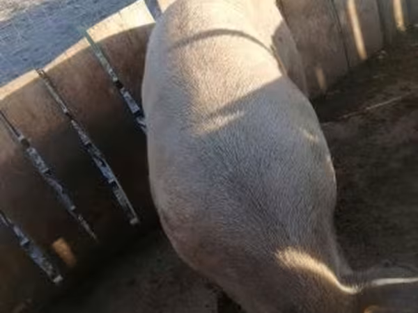 Kanec, Prasata