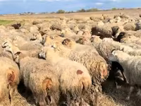 Sheep, Sheep — photo 2