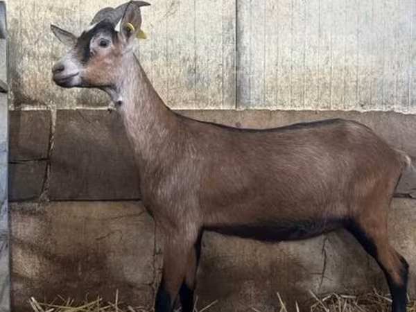 Koza, Alpine goat