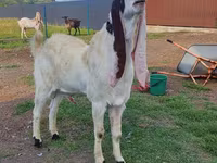 Taka, Gulabi goats — 5-rasm