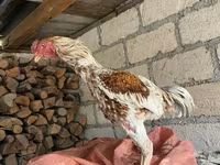 Chickens — photo 4