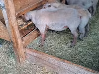 Ram, Rouge de l’Ouest sheep — photo 1