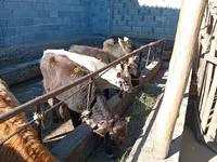Býk, Swiss cattle — foto 1