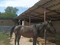 حصان, Karachay horse — الصورة 1