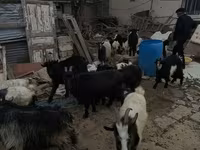 Goat, Goats — photo 3