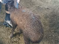 Qoç, Suffolk sheep — foto 6