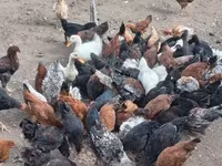 Chickens — foto 4