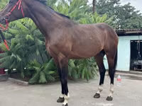 At, Thoroughbred horse — foto 6